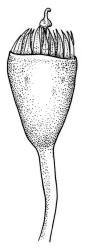 Orthorrhynchium elegans, capsule. Drawn from K.W. Allison 170, CHR 535830.
 Image: R.C. Wagstaff © Landcare Research 2015 